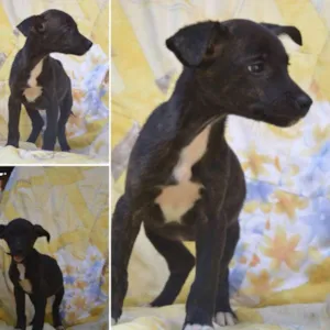 Cachorro raça SRD idade 2 a 6 meses nome Rubi