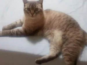 Gato raça Persa com siames idade 4 anos nome Belinha