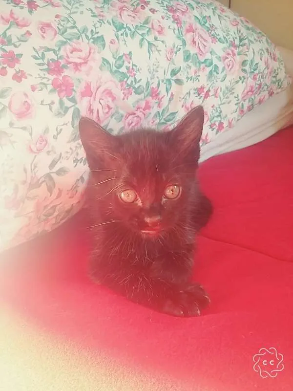 Gato ra a SRD idade Abaixo de 2 meses nome 2 machos e 2 fêmeas
