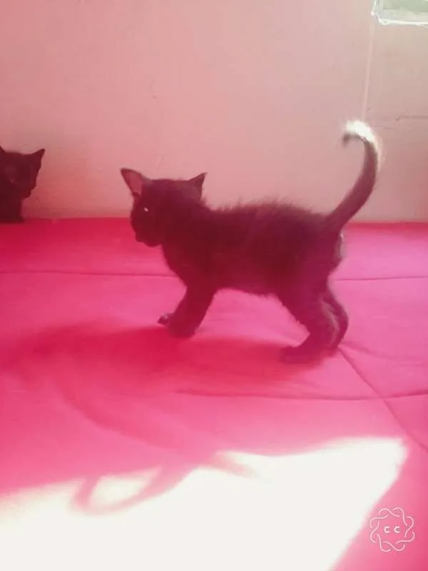 Gato ra a SRD idade Abaixo de 2 meses nome 2 machos e 2 fêmeas