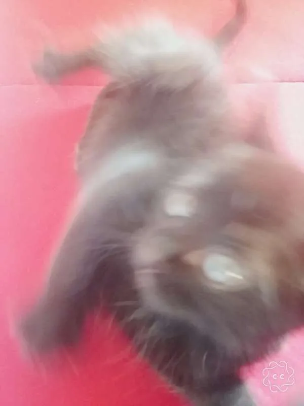 Gato ra a SRD idade Abaixo de 2 meses nome 2 machos e 2 fêmeas