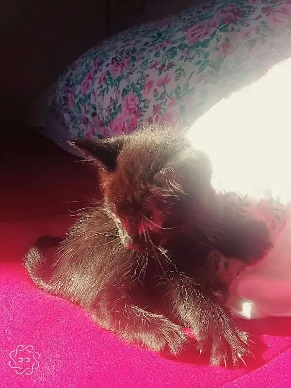 Gato ra a SRD idade Abaixo de 2 meses nome 2 machos e 2 fêmeas