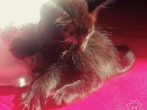 Gato raça SRD idade Abaixo de 2 meses nome 2 machos e 2 fêmeas