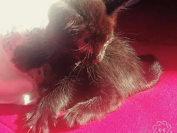 Gato ra a SRD idade Abaixo de 2 meses nome 2 machos e 2 fêmeas