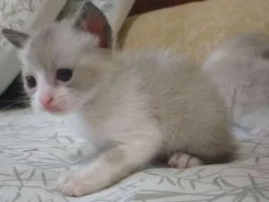 Gato raça Siamês idade Abaixo de 2 meses nome Sialatas
