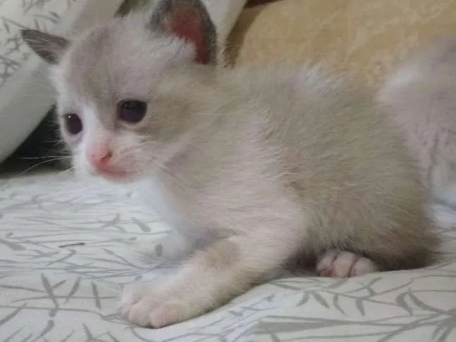 Gato ra a Siamês idade Abaixo de 2 meses nome Pingo