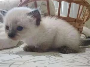 Gato raça Siamês idade Abaixo de 2 meses nome Petúnia