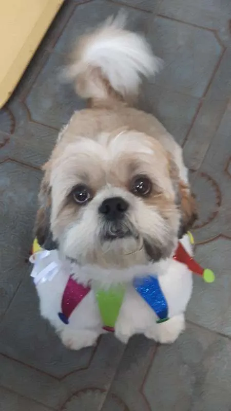 Cachorro raça Shitzu idade 5 anos nome FRED GRATIFICA