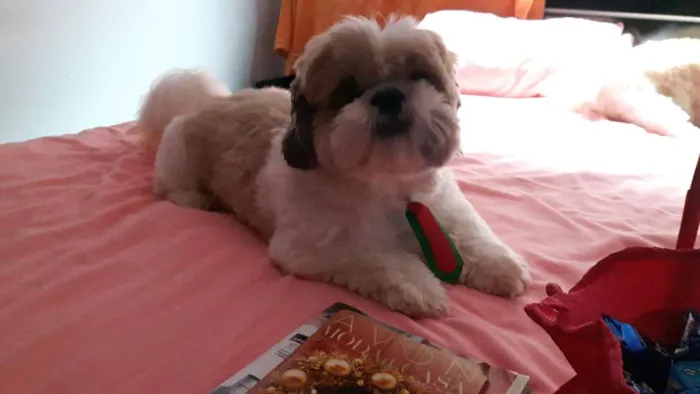 Cachorro raça Shitzu idade 5 anos nome FRED GRATIFICA