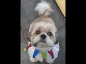 Cachorro raça Shitzu idade 5 anos nome FRED GRATIFICA