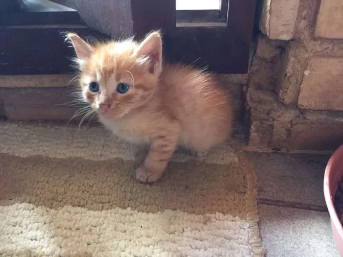 Gato ra a  idade 2 a 6 meses nome ADOÇÃO RESPONSÁVEL