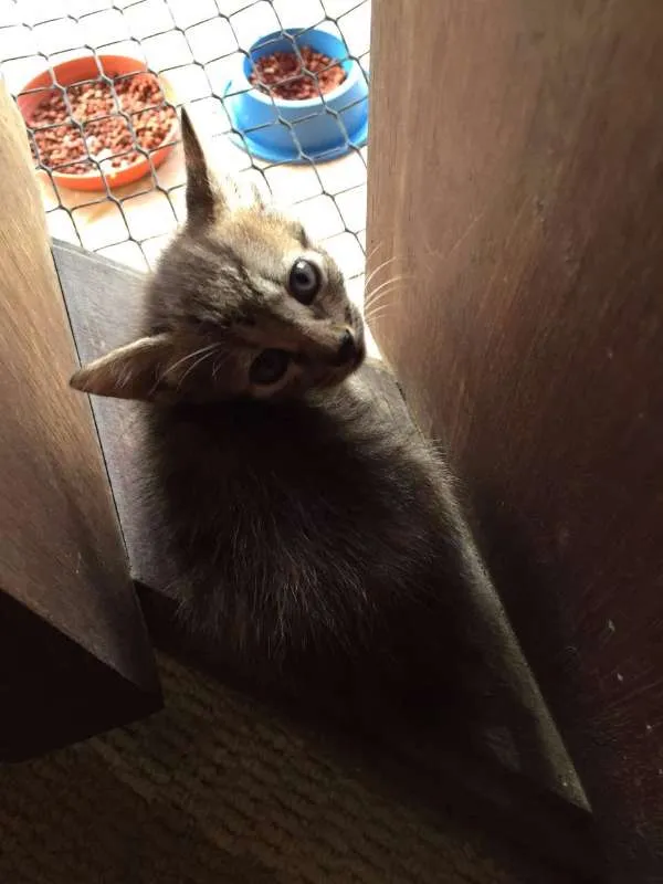 Gato ra a  idade 2 a 6 meses nome ADOÇÃO RESPONSÁVEL
