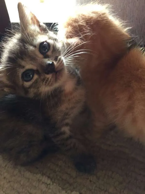 Gato ra a  idade 2 a 6 meses nome ADOÇÃO RESPONSÁVEL