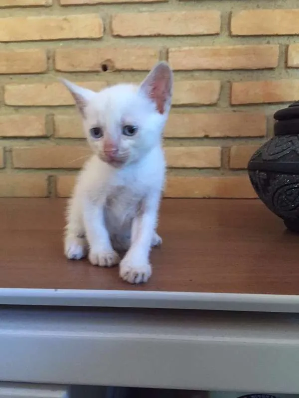 Gato ra a  idade 2 a 6 meses nome ADOÇÃO RESPONSÁVEL