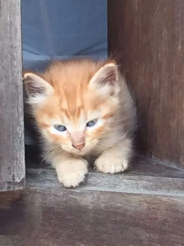 Gato ra a  idade 2 a 6 meses nome ADOÇÃO RESPONSÁVEL