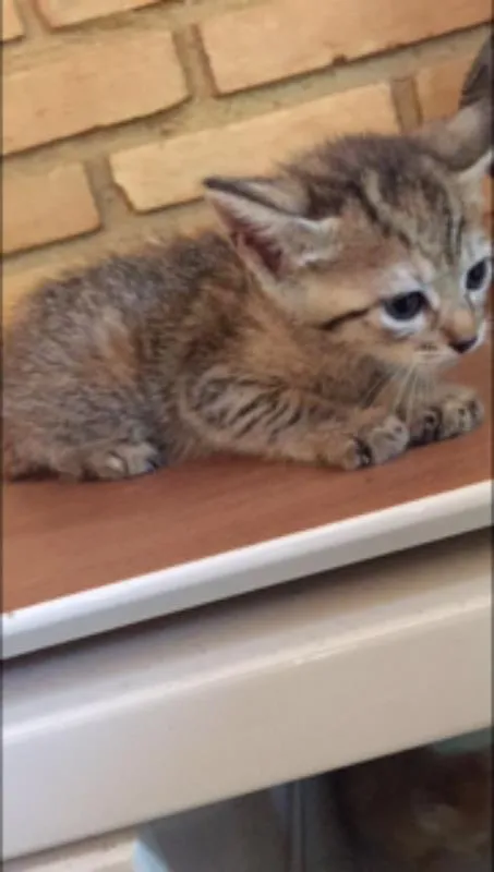Gato ra a  idade 2 a 6 meses nome ADOÇÃO RESPONSÁVEL