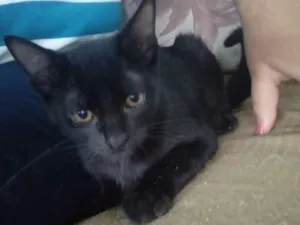 Gato raça sem raça idade 2 a 6 meses nome AZULÃO