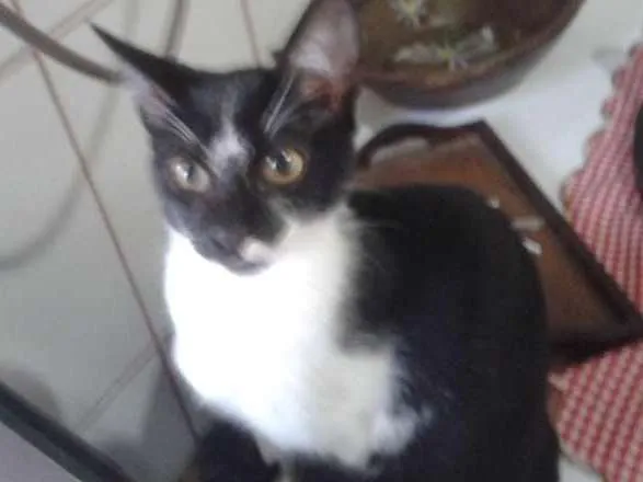 Gato ra a Srd idade 2 a 6 meses nome Safira