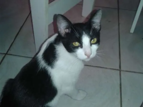 Gato ra a Srd idade 7 a 11 meses nome Yuri