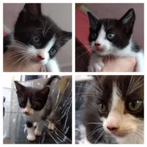 Gato raça SRD idade Abaixo de 2 meses nome SEM NOME