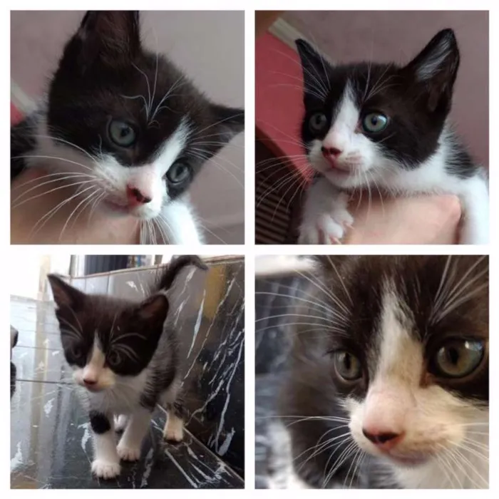 Gato ra a SRD idade Abaixo de 2 meses nome SEM NOME