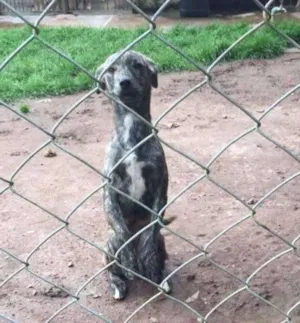 Cachorro raça SRD idade 2 anos nome Suricato