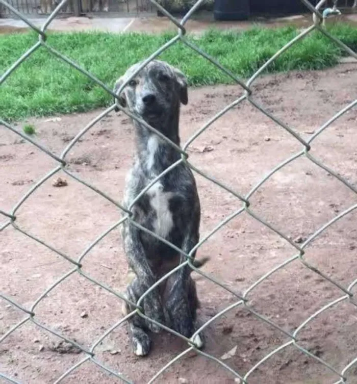 Cachorro ra a SRD idade 2 anos nome Suricato