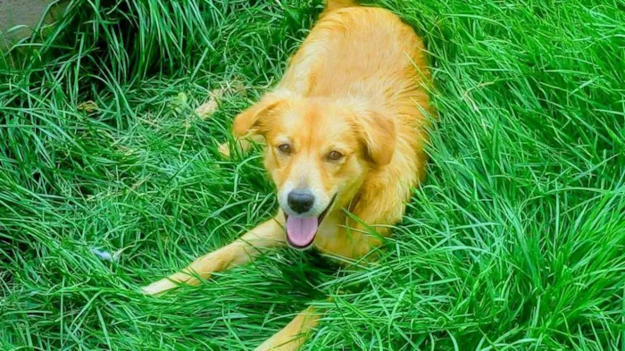 Cachorro ra a  idade 7 a 11 meses nome Quilate