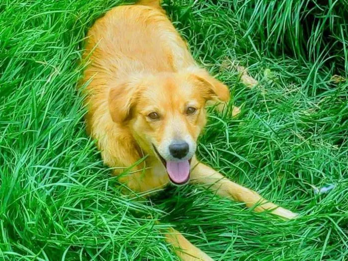 Cachorro ra a  idade 7 a 11 meses nome Quilate