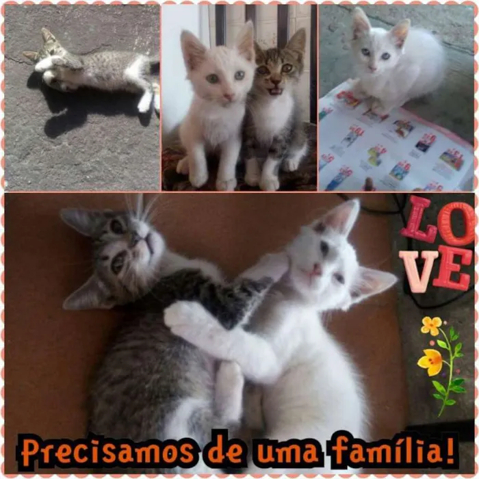 Gato raça Srd idade 2 a 6 meses nome Casal de filhotes abandonados