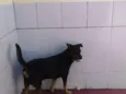 Tob