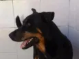 Tob