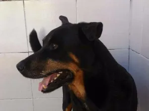 Cachorro raça Rottweiler c/ Pastor Alemão idade 6 ou mais anos nome Tob