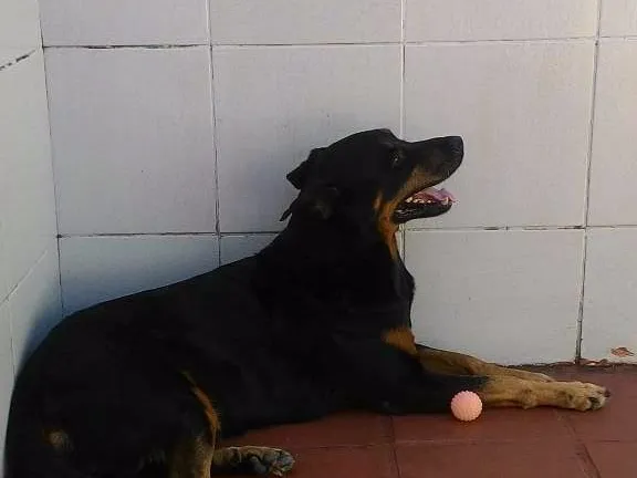 Cachorro raça Rottweiler c/ Pastor Alemão idade 6 ou mais anos nome Tob