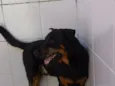 Tob