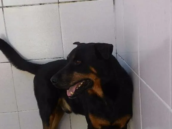 Cachorro raça Rottweiler c/ Pastor Alemão idade 6 ou mais anos nome Tob