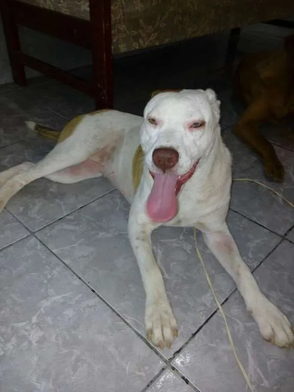 Cachorro ra a Pit-Bull idade 1 ano nome Princesa