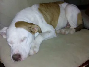 Cachorro raça Pit-Bull idade 1 ano nome Princesa
