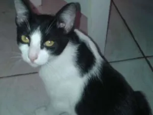 Gato raça Srd idade 7 a 11 meses nome Yuri