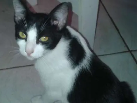 Gato ra a Srd idade 7 a 11 meses nome Yuri