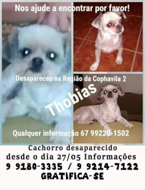 Cachorro raça Shitzu idade 3 anos nome Thobias GRATIFICA