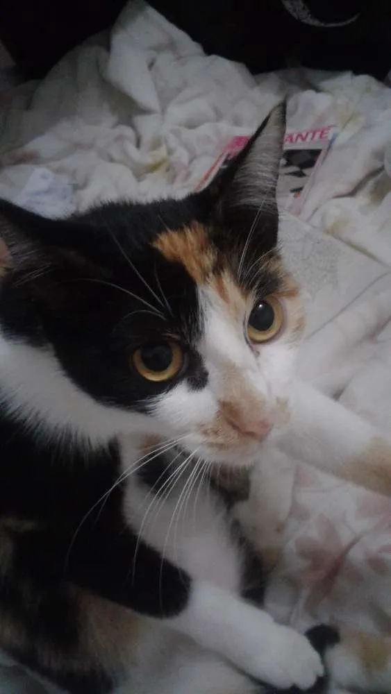 Gato ra a Não definida  idade 7 a 11 meses nome Lucy