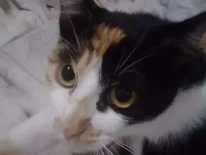 Gato raça Não definida  idade 7 a 11 meses nome Lucy