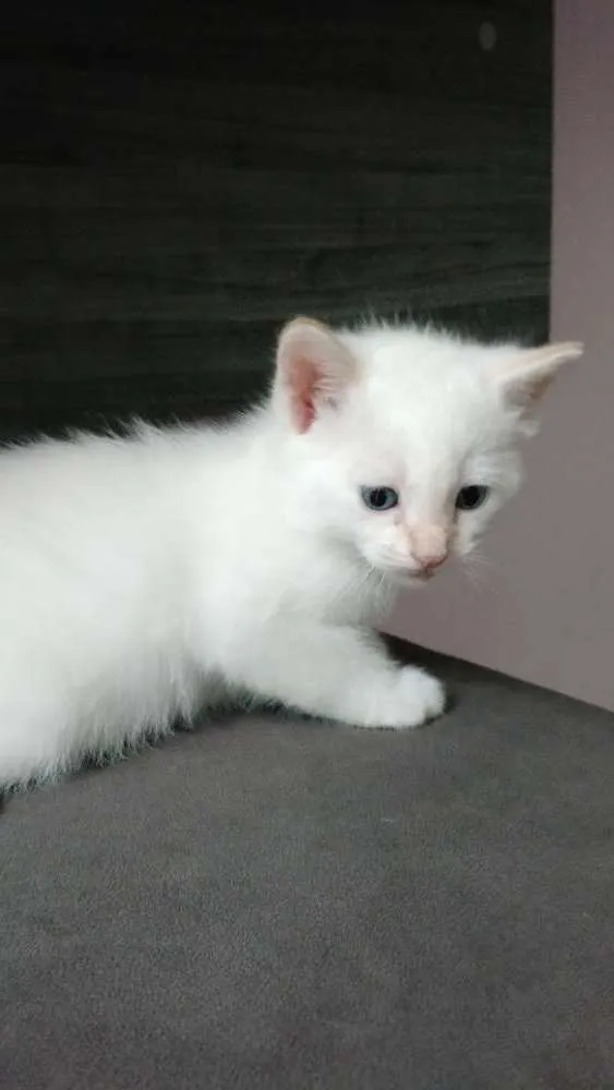 Gato ra a Não tem idade Abaixo de 2 meses nome Sem nomes