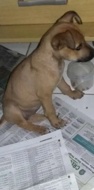 Cachorro ra a não indentificada idade 2 a 6 meses nome sem nome