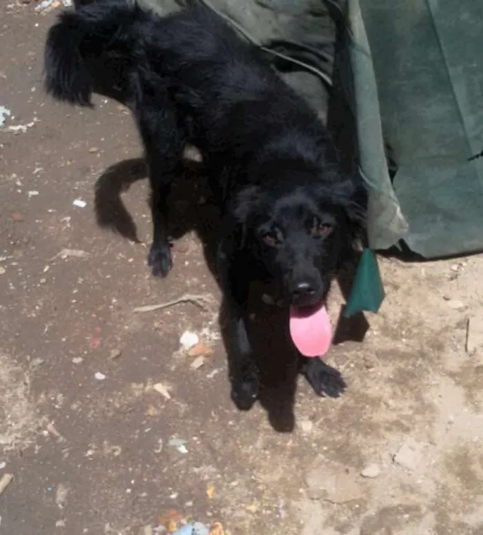 Cachorro ra a srd idade 2 anos nome Nego