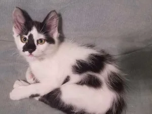 Gato raça SRD idade 2 a 6 meses nome Bibi 