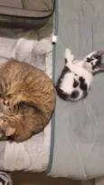 Bibi