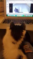 Bibi