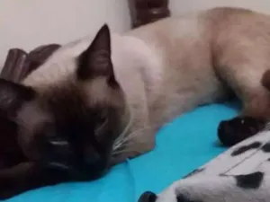 Gato raça Siamês  idade 7 a 11 meses nome Romeu